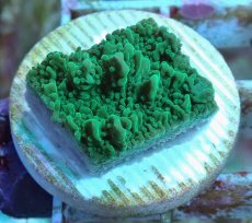 画像2: No.18 チヂミコモンサンゴ グリーン (2)