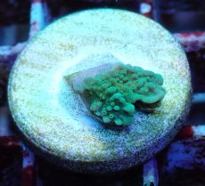 画像1: No.19 チヂミコモンサンゴ グリーン (1)