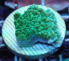 画像1: No.20 チヂミコモンサンゴ グリーン (1)