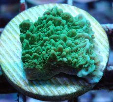 画像2: No.20 チヂミコモンサンゴ グリーン (2)
