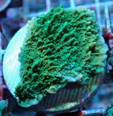 画像1: No.21 チヂミコモンサンゴ グリーン (1)