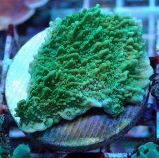 画像2: No.21 チヂミコモンサンゴ グリーン (2)