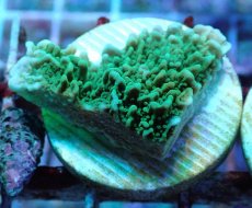画像1: No.22 チヂミコモンサンゴ グリーン (1)