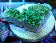 画像2: No.22 チヂミコモンサンゴ グリーン (2)