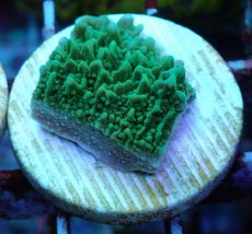 画像1: No.23 チヂミコモンサンゴ グリーン (1)