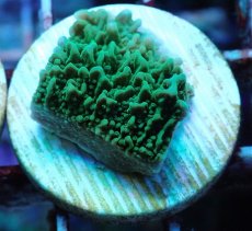 画像2: No.23 チヂミコモンサンゴ グリーン (2)