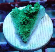 画像1: No.24 チヂミコモンサンゴ グリーン (1)