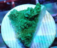 画像2: No.24 チヂミコモンサンゴ グリーン (2)