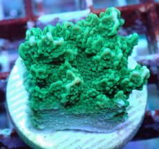 画像1: No.25 チヂミコモンサンゴ グリーン (1)