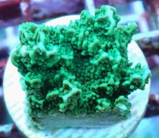 画像2: No.25 チヂミコモンサンゴ グリーン (2)