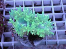 画像1: No.1 トランペットコーラル　カット個体 (1)