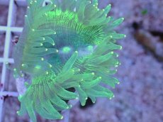 画像2: No.2 トランペットコーラル　カット個体 (2)