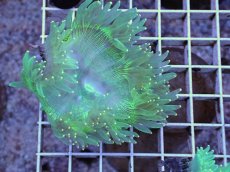 画像2: No.3 トランペットコーラル　カット個体 (2)