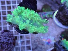 画像1: No.4 トランペットコーラル　カット個体 (1)