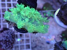 画像2: No.4 トランペットコーラル　カット個体 (2)