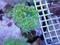 画像1: No.5 トランペットコーラル　カット個体 (1)