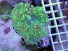 画像2: No.5 トランペットコーラル　カット個体 (2)