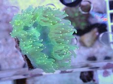 画像2: No.6 トランペットコーラル　カット個体 (2)