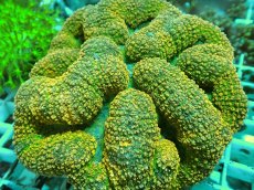 画像1: No.24 ハナガタサンゴ オレンジマルチ (1)