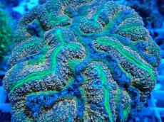 画像2: No.24 ハナガタサンゴ オレンジマルチ (2)