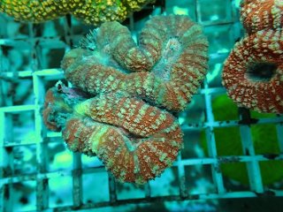 No.1 アザミハナガタサンゴを買うならアクアスタイルユー 大阪のサンゴ 
