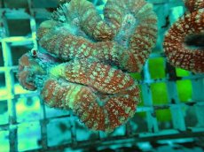 画像2: No.25 オーストラリア産 ハナガタサンゴ レッド (2)