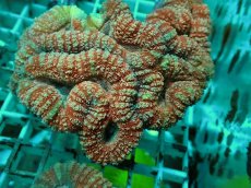 画像1: No.26 オーストラリア産 ハナガタサンゴ レッド (1)