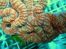 画像2: No.26 オーストラリア産 ハナガタサンゴ レッド (2)