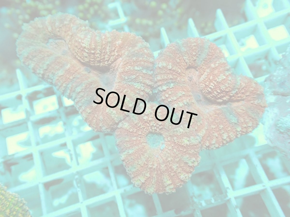 画像1: No.27 オーストラリア産 ハナガタサンゴ レッド (1)