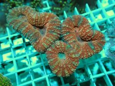 画像1: No.27 オーストラリア産 ハナガタサンゴ レッド (1)