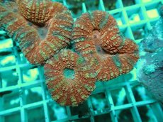 画像2: No.27 オーストラリア産 ハナガタサンゴ レッド (2)