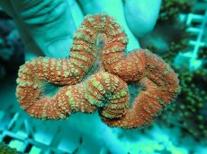 画像1: No.28 オーストラリア産 ハナガタサンゴ レッド (1)