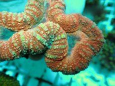 画像2: No.28 オーストラリア産 ハナガタサンゴ レッド (2)