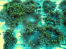 画像1: No.7 トランペットコーラル　カット個体 (1)