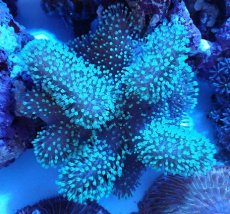 画像1: No.1 沖縄産ウネタケ (1)