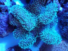 画像2: No.1 沖縄産ウネタケ (2)