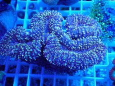 画像1: No.29 イボハナガタサンゴ マルチカラー (1)