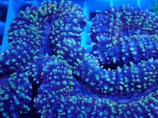 画像2: No.29 イボハナガタサンゴ マルチカラー (2)