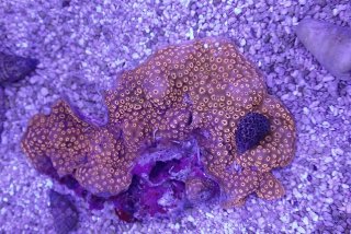 飾りサンゴ 5個セット MIX を買うならアクアスタイルユー 海水魚