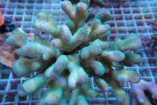画像1: No.1 トンガ産 ショウガサンゴ (1)