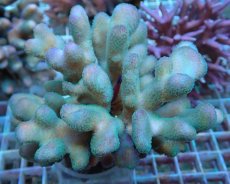 画像1: No.2 トンガ産 ショウガサンゴ (1)