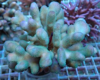 No.9 アザミハナガタサンゴ マルチカラーを買うならアクア