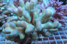画像2: No.2 トンガ産 ショウガサンゴ (2)