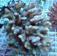 画像1: No.3 トンガ産 ショウガサンゴ (1)