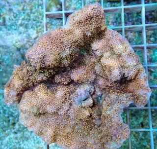 飾りサンゴ 5個セット MIX を買うならアクアスタイルユー 海水魚