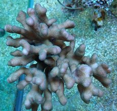 画像1: No.5 トンガ産 ショウガサンゴ (1)