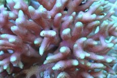 画像2: No.2　トンガ産 トゲサンゴ (2)
