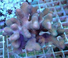 画像1: No.6 トンガ産 ショウガサンゴ (1)