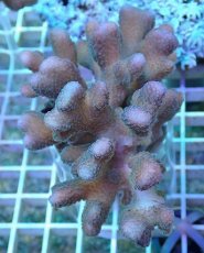 画像1: No.7 トンガ産 ショウガサンゴ (1)
