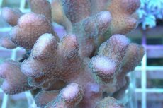 画像2: No.7 トンガ産 ショウガサンゴ (2)